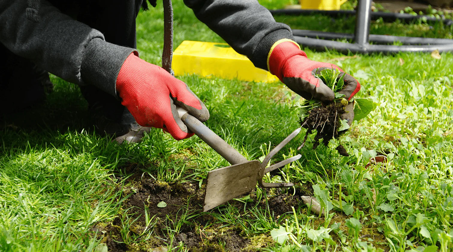 Tampa Weeds: Identifying and Managing Common Weed Species in Tampa, Florida Bella Sand and Rocks