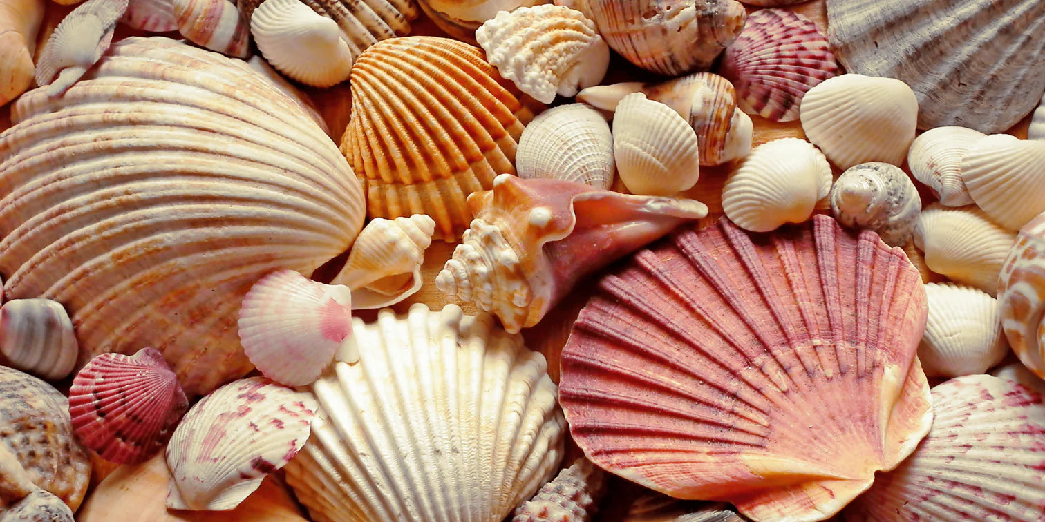 Why Shells are Popular for Florida Landscaping: Benefits and Usage Bella Sand and Rocks of Tampa